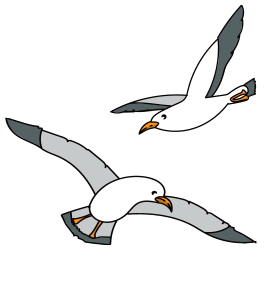 Seagulls